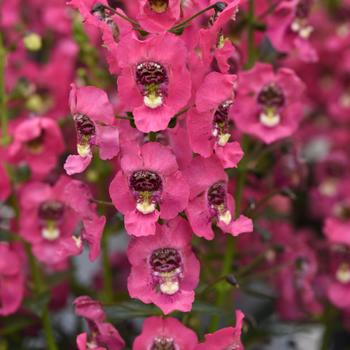 Angelonia angustifolia - Archangel&trade; Coral