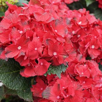 Hydrangea Macrophylla - 'Cherry-go-round&trade;' Bigleaf Hydrangea