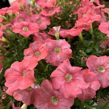 Petunia - Supertunia&reg; ''Bermuda Beach&reg;''