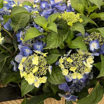 Hydrangea macrophylla - 'Pop Star&reg;' Bigleaf Hydrangea