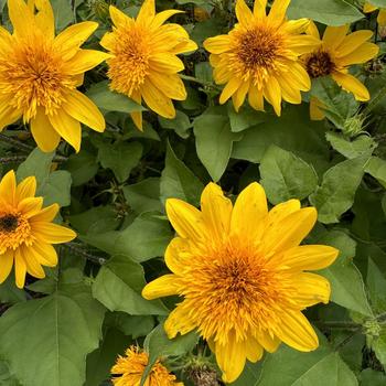 Helianthus annuus - Sunfinity&reg; 'Double Yellow' Dwarf Sunflower