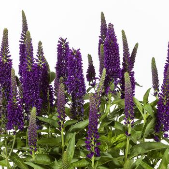 Veronica longifolia (Speedwell) - Vernique&reg; Dark Blue Improved