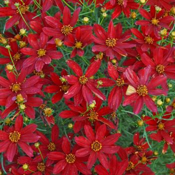 Coreopsis (Tickweed) - Sizzle & Spice&reg; 'Hot Paprika'