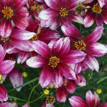 Coreopsis (Tickweed) - Sizzle & Spice&reg; 'Zesty Zinger'