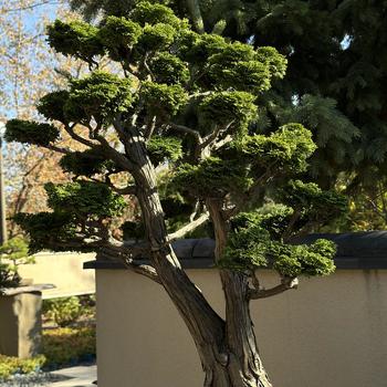 Chamaecyparis obtusa - Bonsai Hinoki Falsecypress
