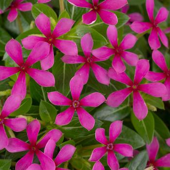 Catharanthus (Vinca) - Soiree kawaii&reg; 'Light Purple'