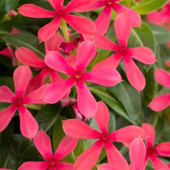 Catharanthus (Vinca) - Soiree kawaii&reg; 'Red Shades'