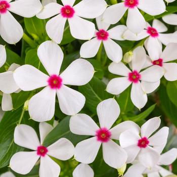 Catharanthus (Vinca) - Soiree kawaii&reg; 'White Peppermint'