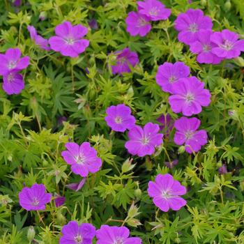 Geranium sanguineum - 'New Hampshire Purple' Cranesbill