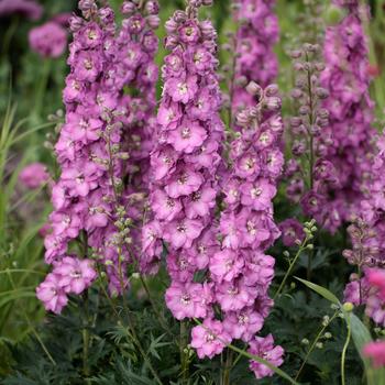 Delphinium x hybridus - Delgenius™ 'Chantay' 