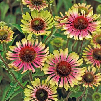 Echinacea purpurea (Coneflower) - 'Green Twister'