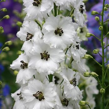Delphinium - 'Black Eyed Angels' New Zealand Delphinium