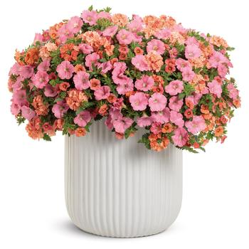 Hanging Basket - 'Acapulco Sun'