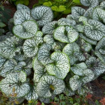 Brunnera macrophylla - 'Jack Frost' Siberian Bugloss