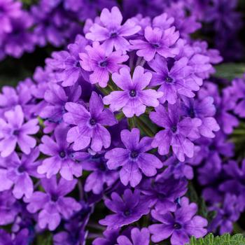 Verbena - Superbena &reg; Cobalt