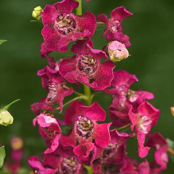 Angelonia angustifolia - Archangel&trade; Fuchsia