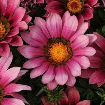 Gazania rigens () - New Day&reg; 'Pink Shades'