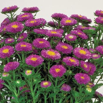 Callistephus chinensis - 'Matsumoto Light Blue' China Aster