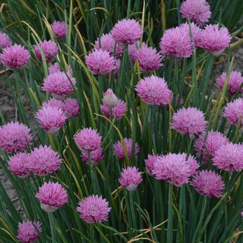Ornamental Onion (Allium lusitanicum) - 'Summer Beauty' 