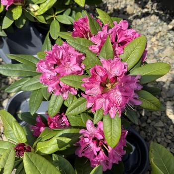 Rhododendron - 'Holden'
