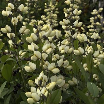 Baptisia (False Indigo) - Decadence&reg; 'Vanilla Cream'