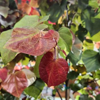 Cercis canadensis - Hearts A'Fire&reg; Redbud