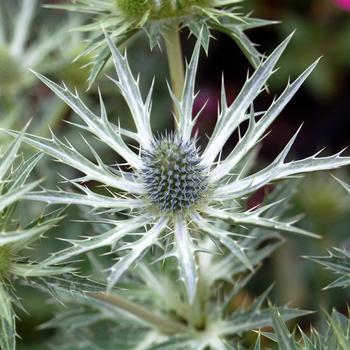 Eryngium zabellii - 'Big Blue' Sea Holly