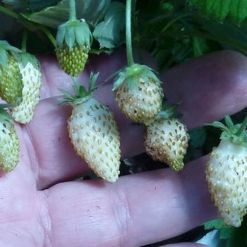Fragaria vesca - 'White Soul' Alpine Strawberry
