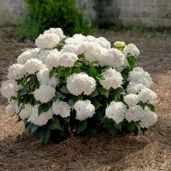Hydrangea macrophylla - Endless Summer® Dreamcloud® Bigleaf Hydrangea