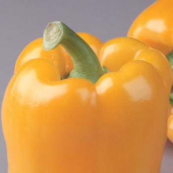 Capsicum annuum - 'Golden Bell' Sweet Pepper