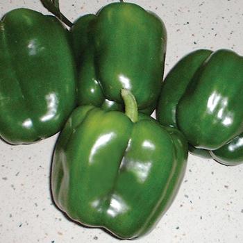 Capsicum annuum - 'Revolution' Sweet Bell Pepper