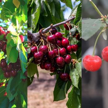 Prunus avium - '3-in-1 Cold Climate' Grafted Cherry