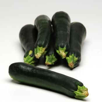 Cucurbita pepo - 'Easy Pick Green' Zucchini