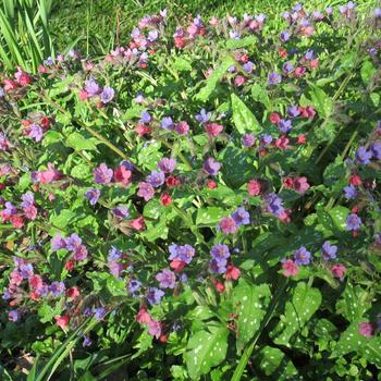 Pulmonaria - 'Celebration' Lungwort