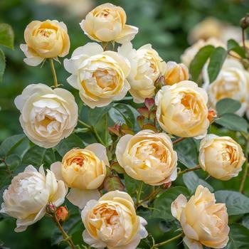 Rosa - Dannahue® English Shrub Rose
