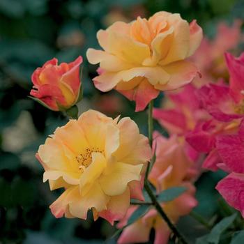 Rosa - 'Josephs Coat' Climbing Rose