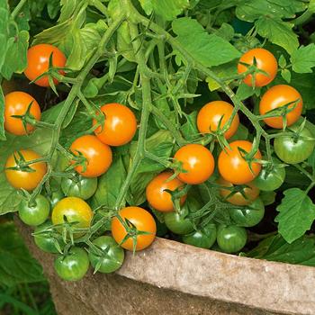 Lycopersicon - 'Sungold' Cherry Tomato