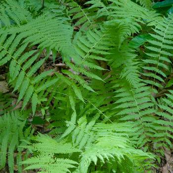 Thelypteris noveboracensis - New York fern