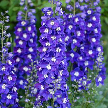Delphinium (Larkspur) - Delgenius&trade; 'Blue Fabulosa'