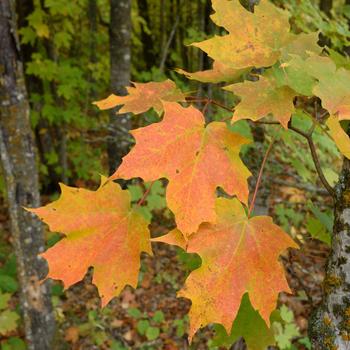 Acer saccharum - 'Super Sweet' Sugar Maple