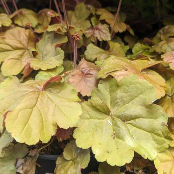 Heuchera - 'Apricot' Coral Bells