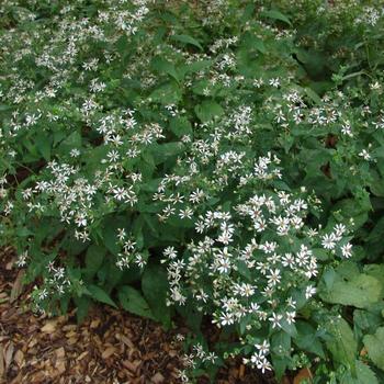Aster divaricatus - Woodland Aster