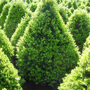 Buxus - 'Cranberry Creek' Boxwood