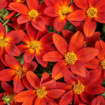 Bidens - Campfire&reg; 'Red Ember'