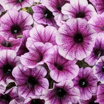 Petunia - Supertunia&reg; 'Bordeaux'