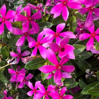 Catharanthus (Vinca) - Soiree kawaii&reg; Hot Pink
