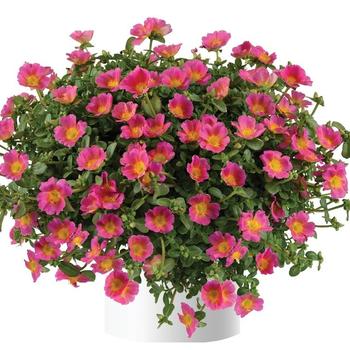Portulaca oleracea (Purlslane) - Pazazz Nano&trade; 'Candy Pink'