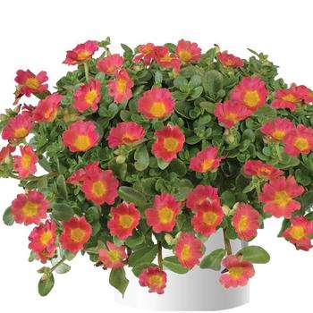 Portulaca oleracea (Purlslane) - Pazazz Nano&trade; Hot Pink