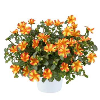 Portulaca oleracea (Purlslane) - Pazazz Nano&trade; 'Orange Twist'
