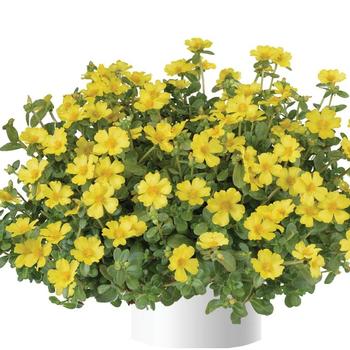 Portulaca oleracea (Purlslane) - Pazazz Nano&trade; Yellow